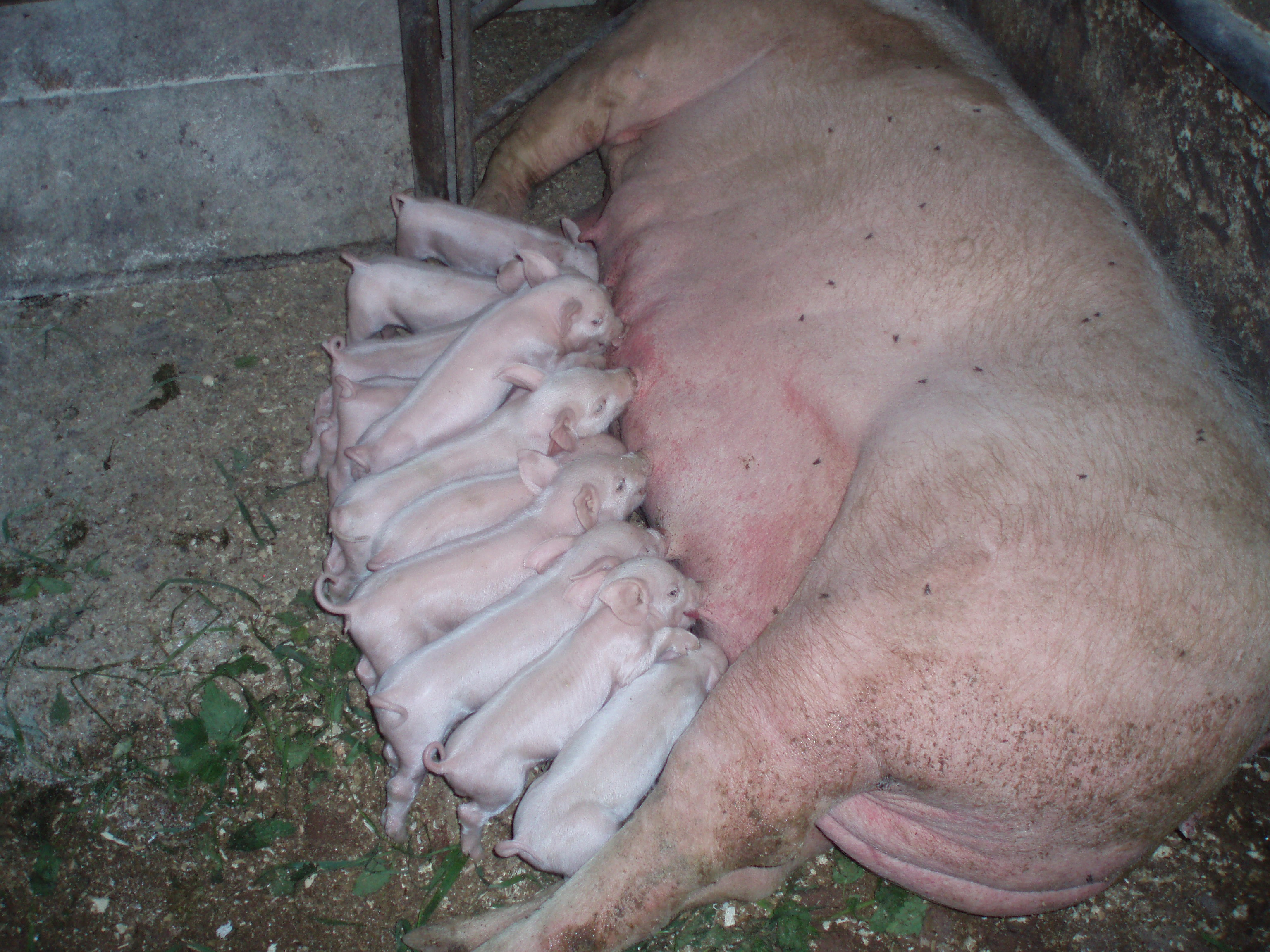 Tábor Vlčice 2007 002.jpg